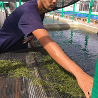 シーグレープ宮古島