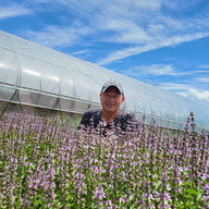 坂井市竹田のホーリーバジル農園