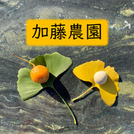 祖父江ぎんなん　加藤農園