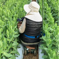 la main verte  -ラ・マン・ヴェルテ-