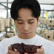 ワタナベキクラゲ