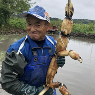山七れんこん農園