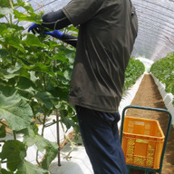 フルーツフォレスト福田