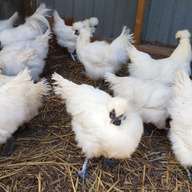 まちだファーム