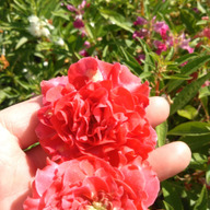 カラフルセンス