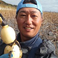やわシャキ！2Sレンコン：茨城県産のれんこん｜食べチョク