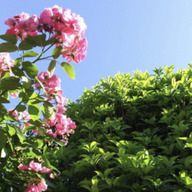 あおぞらファーム