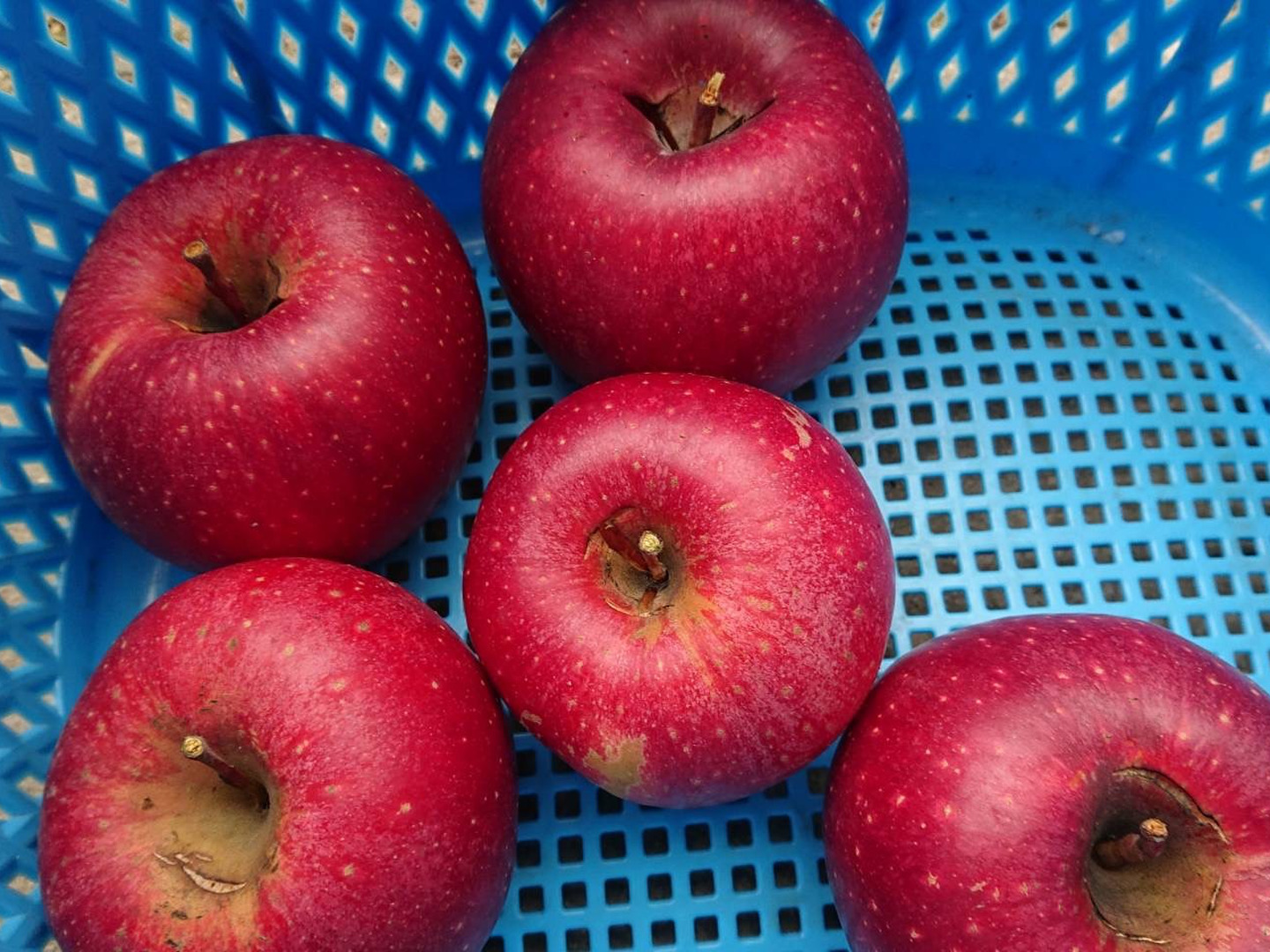 訳ありしなのほっぺ」約10kg 少しの傷と色むらがありますが味は酸味