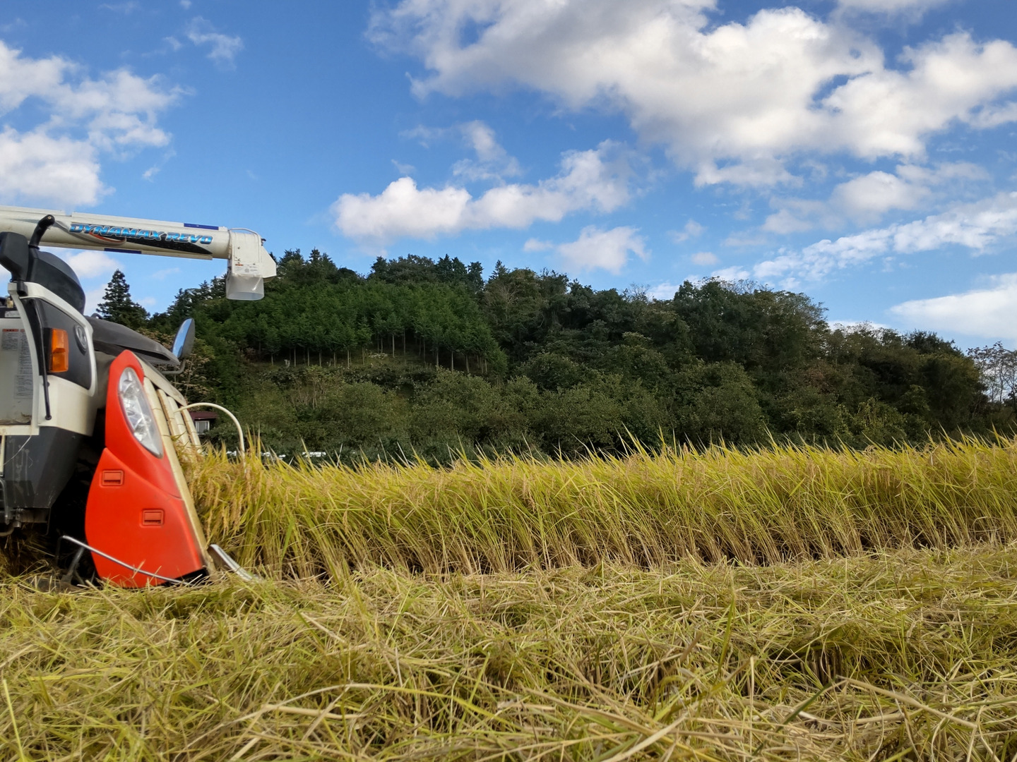 🌾新米10kg🌾コシヒカリ玄米🌾令和6年新米【予約販売です