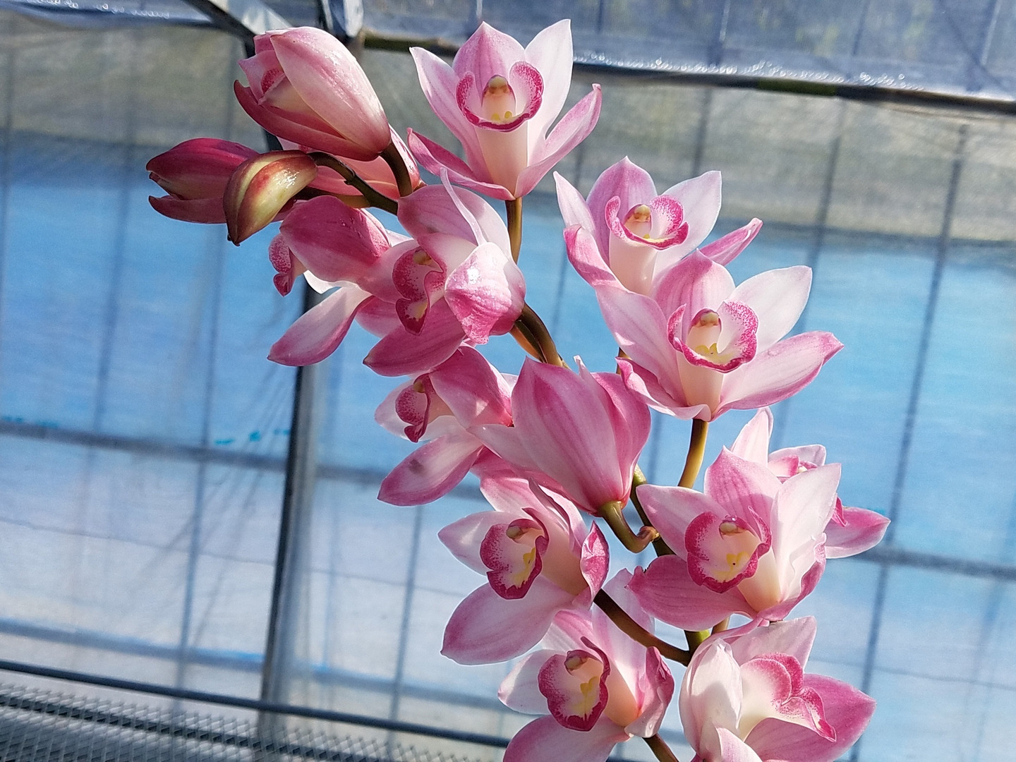 トップ 0a057c86333fda5c71b61e83597a4a 花束・切花