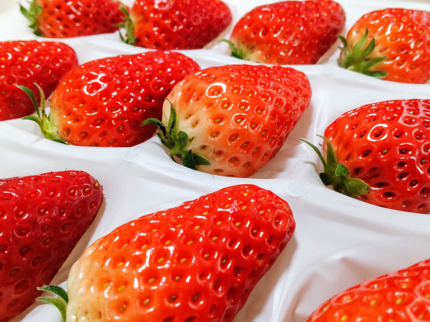 いちご 章姫30株雪桜10株￼えびすさん専￼用 いちご 章姫30株雪桜10株￼えびすさん専￼用 いちご