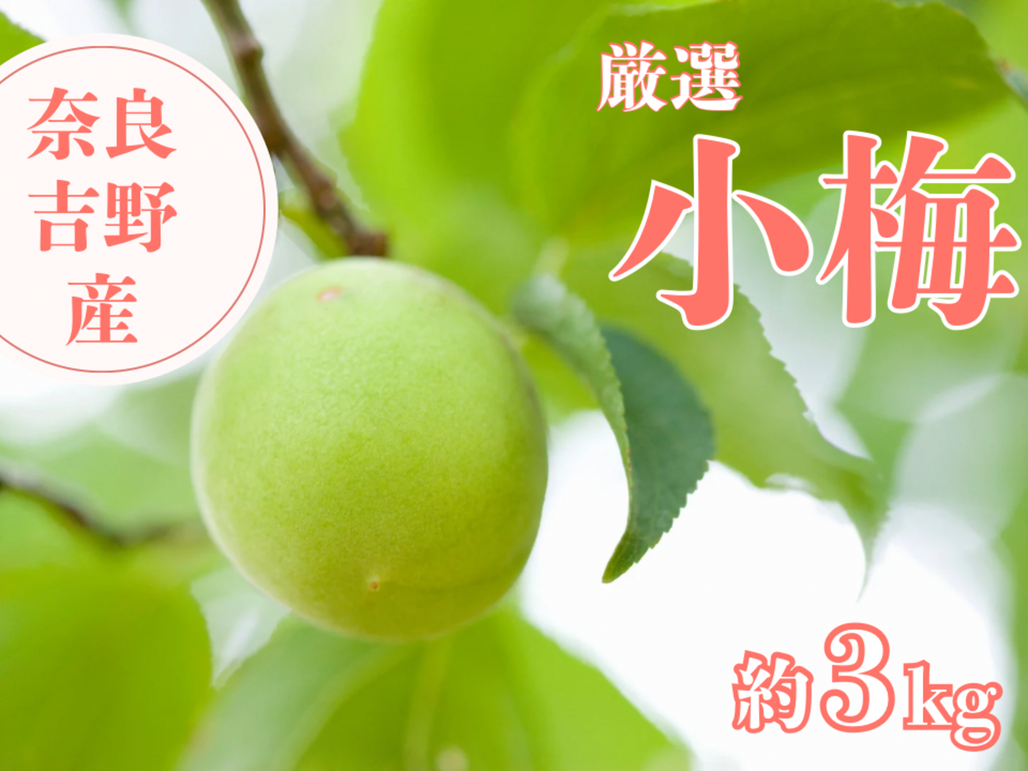 青梅 小梅 約3kg｜梅酒・シロップ・カリカリ梅用／奈良県産：奈良県産