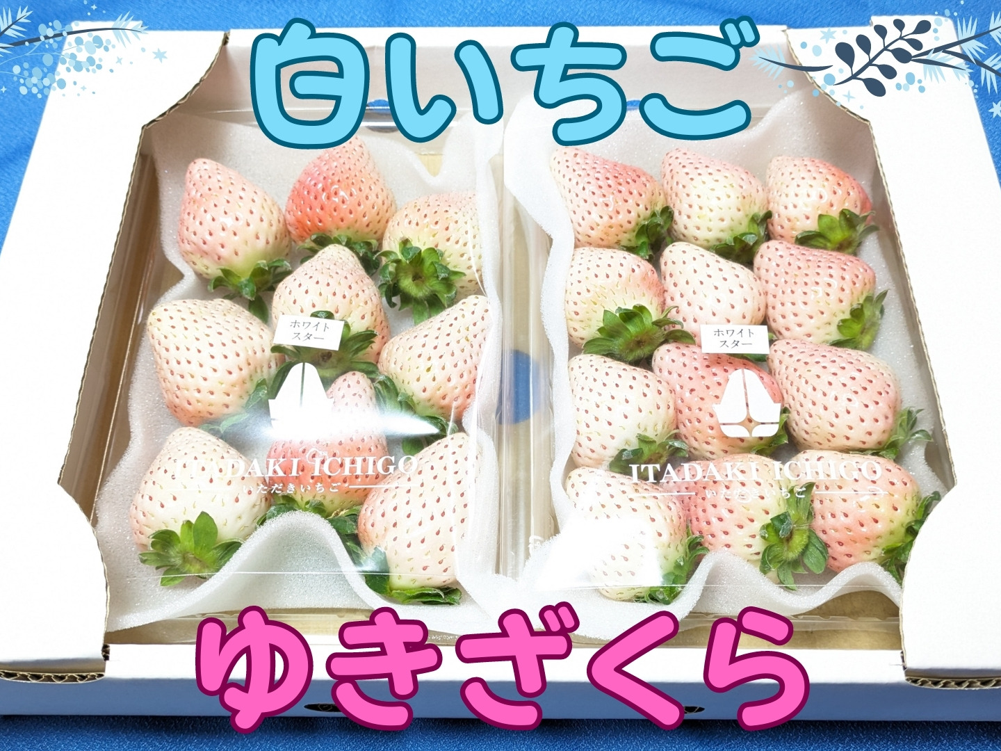 希少な白いちご「ゆきざくら」（ホワイトスター）約260g×2
