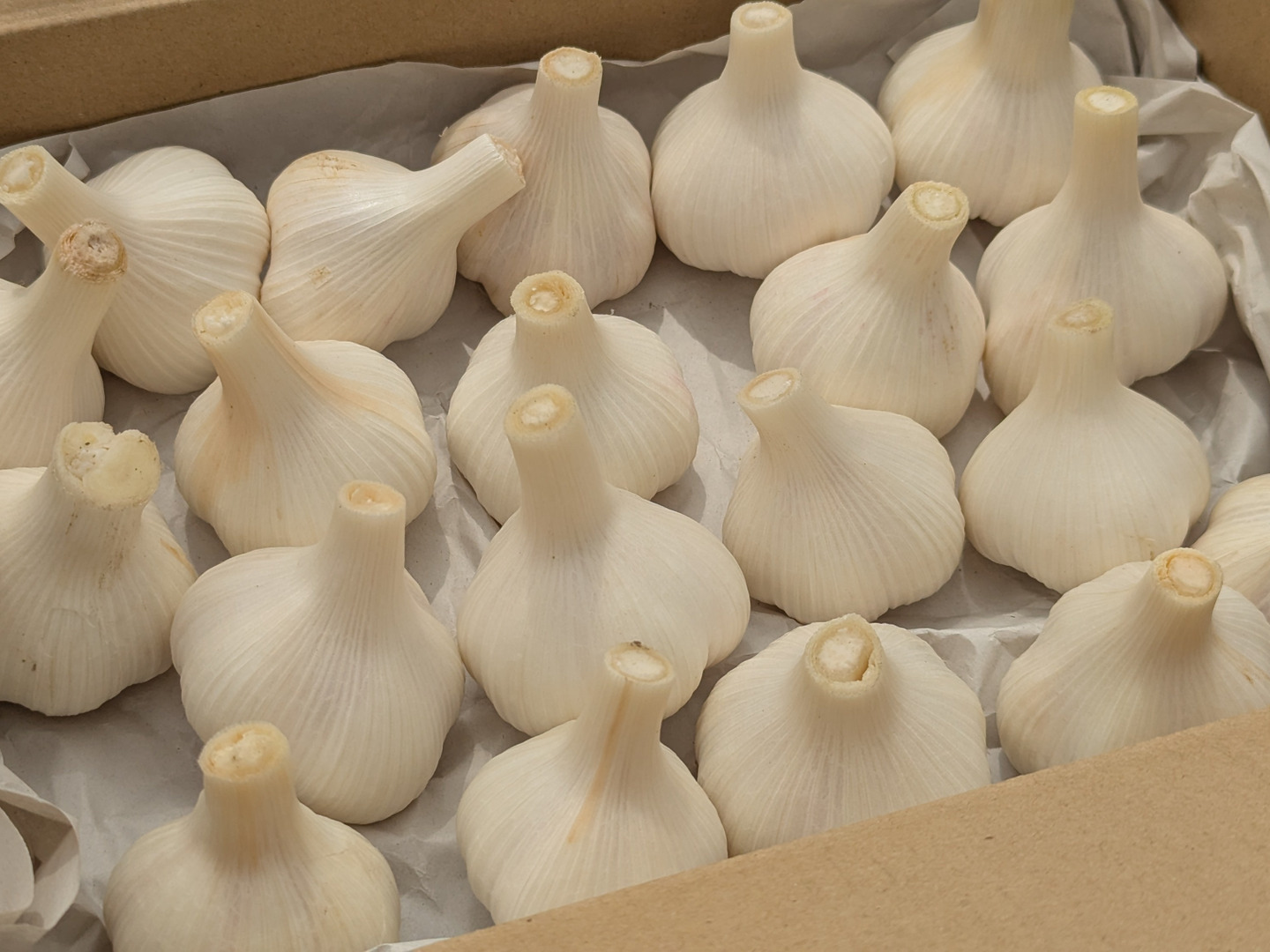 農薬・化学肥料不使用♪『新ニンニク』ニューホワイト6片1kg（約20玉