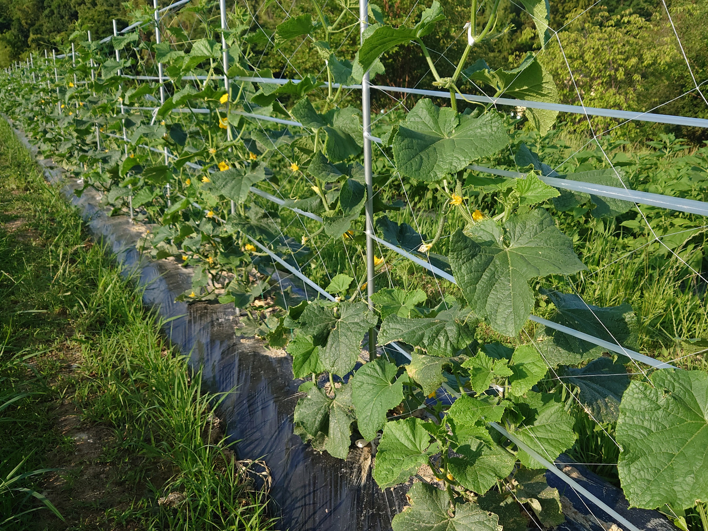 オーガニックきゅうり☆たっぷり2kg：愛知県産の野菜｜食べ