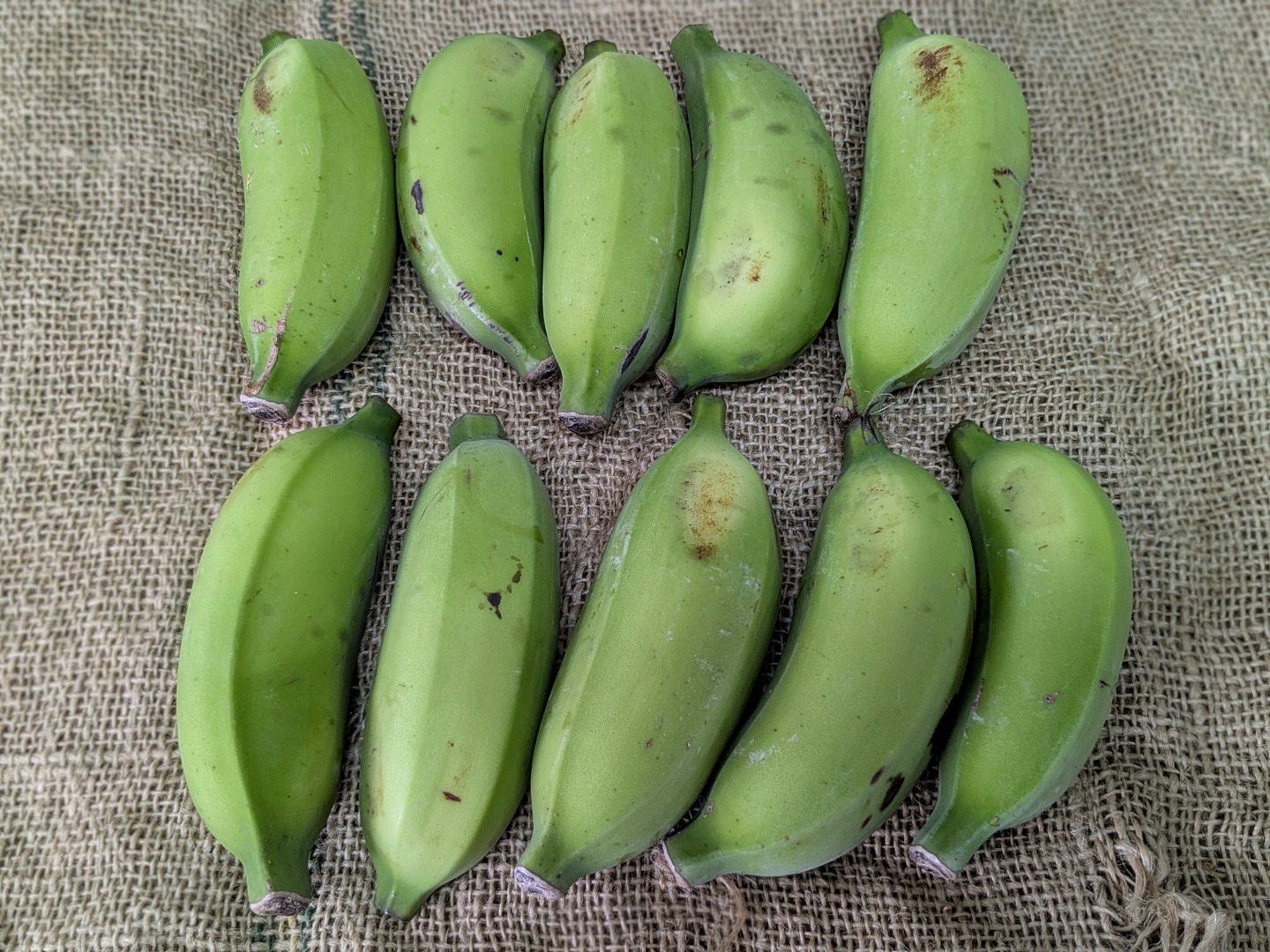 沖縄からの贈り物 ブラジルバナナ1㎏【農薬・除草剤・化学肥料不