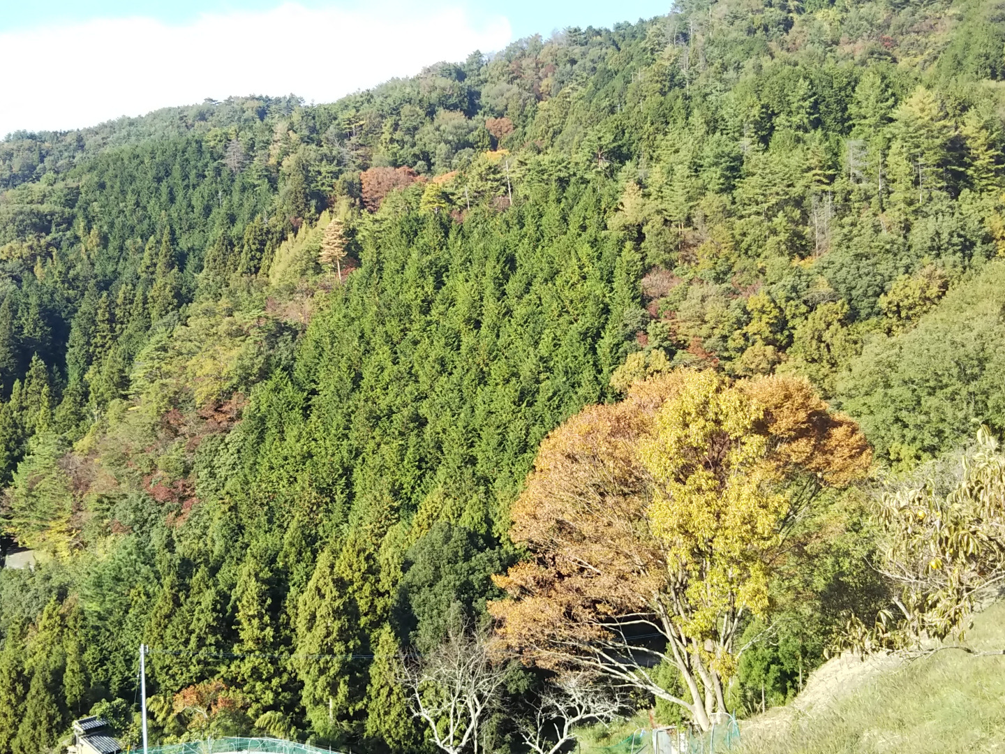 直ぐにお届け出来ます。スーパーでは手に入らないサイズ 農家あるある