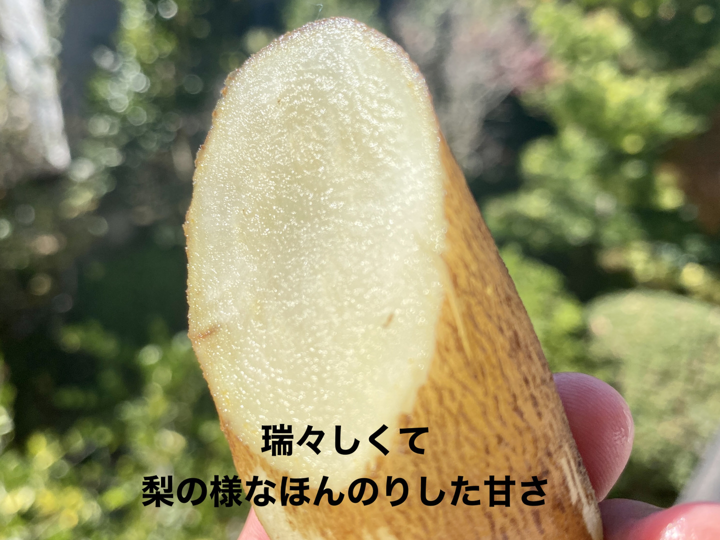 自然栽培🍀ヤーコン1Kg 】瑞々しさとほのかな甘さ。サラダでも 自然栽培🍀ヤーコン1Kg 】瑞々しさとほのかな甘さ。サラダでも