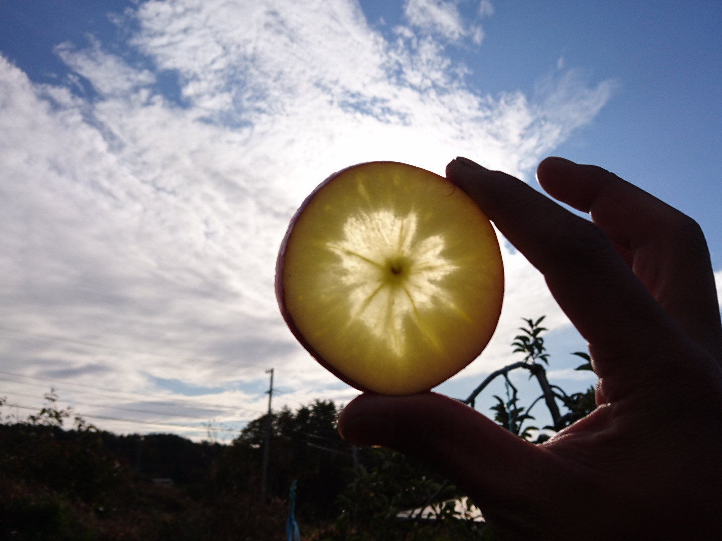 長野県認証栽培サンふじ10kg(家庭用)：長野県産のふじ｜食べ