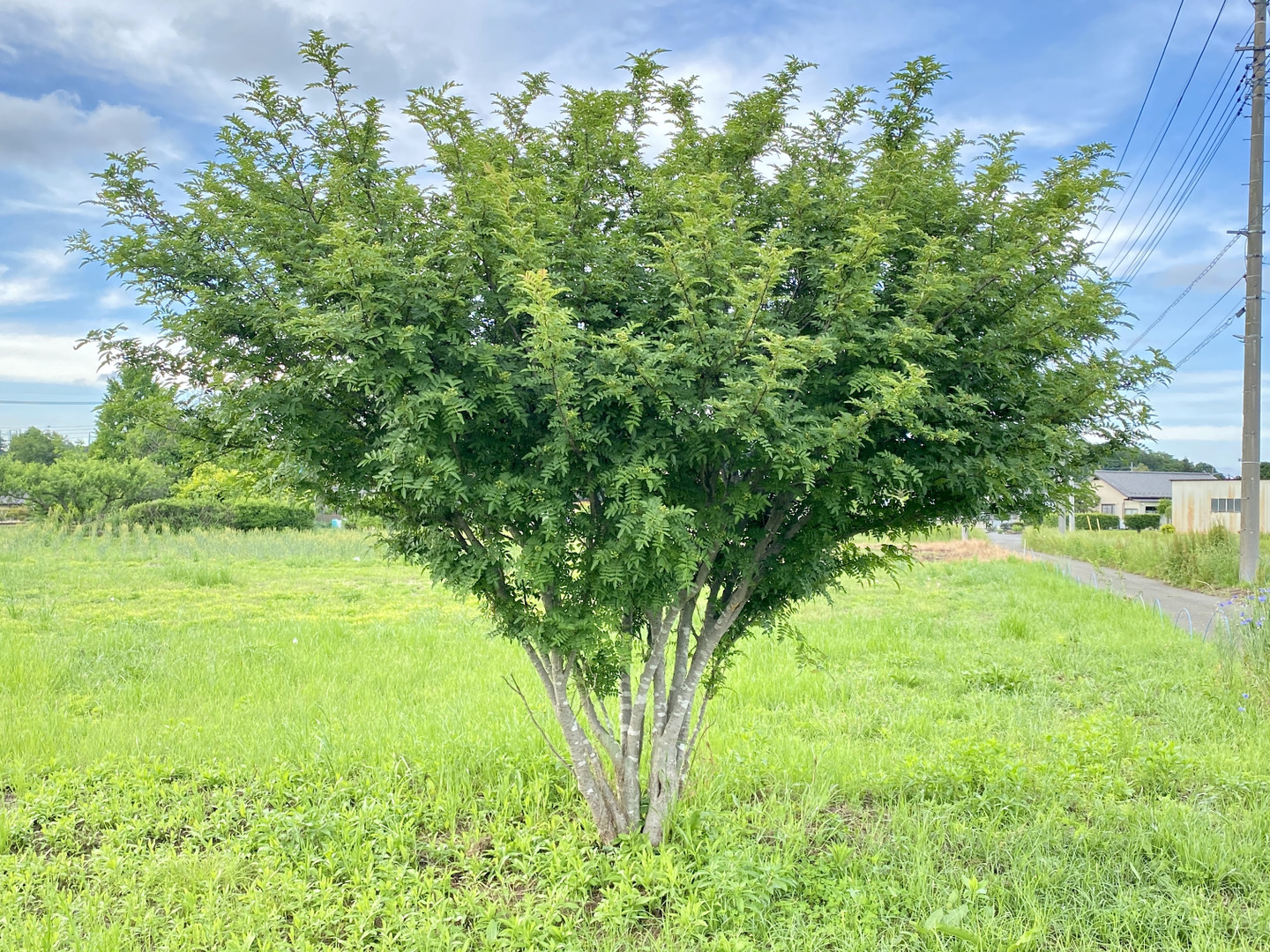 クール便❄️自然栽培🍀実山椒（生）300g】爽やかな香りをお届け
