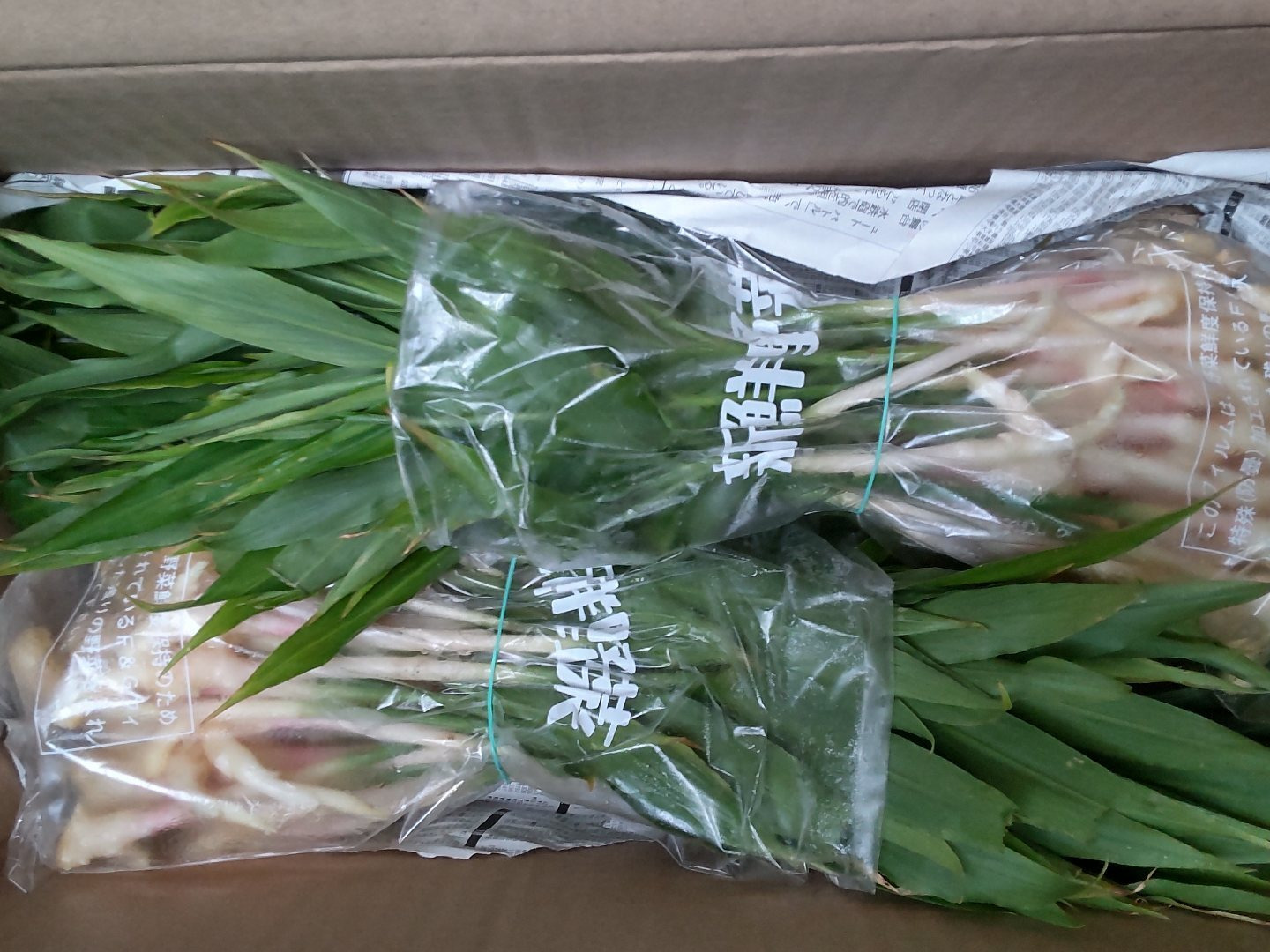 【冷蔵便】香菜/パクチー/千葉県産/約3kg入/業務用 パクチー(香菜）3kg