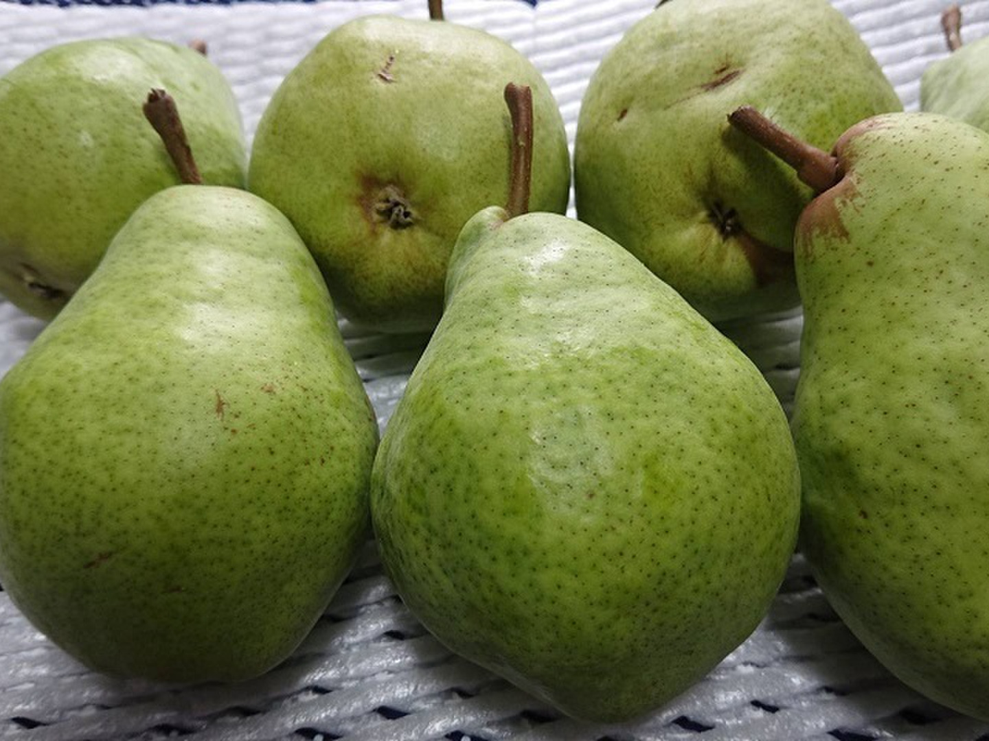 青森県南部地方産 硬い洋梨(バートレット)総重量 大量約20kg大きさまちまち① 青森県 南部地方産 硬い洋梨(バートレット)中玉サイズ総重量 約