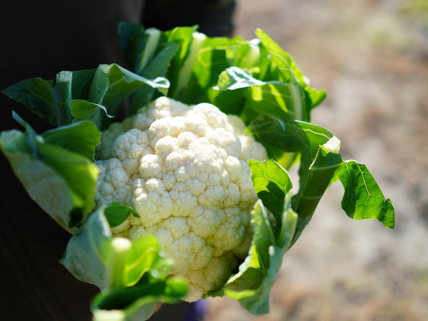普段使い・贈答用に】名水育ちの新鮮カリフラワー！：富山県産の野菜