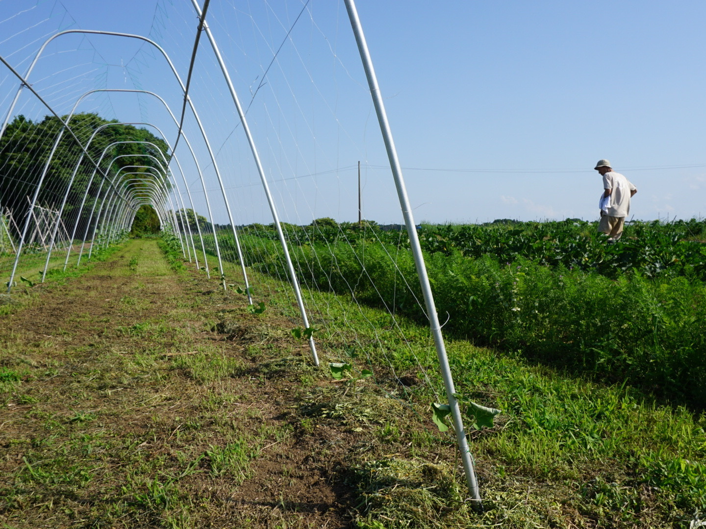送料無料 通販  ヤーコン2kg 農薬化学肥料不使用：茨城県産のヤーコン｜食べ 野菜