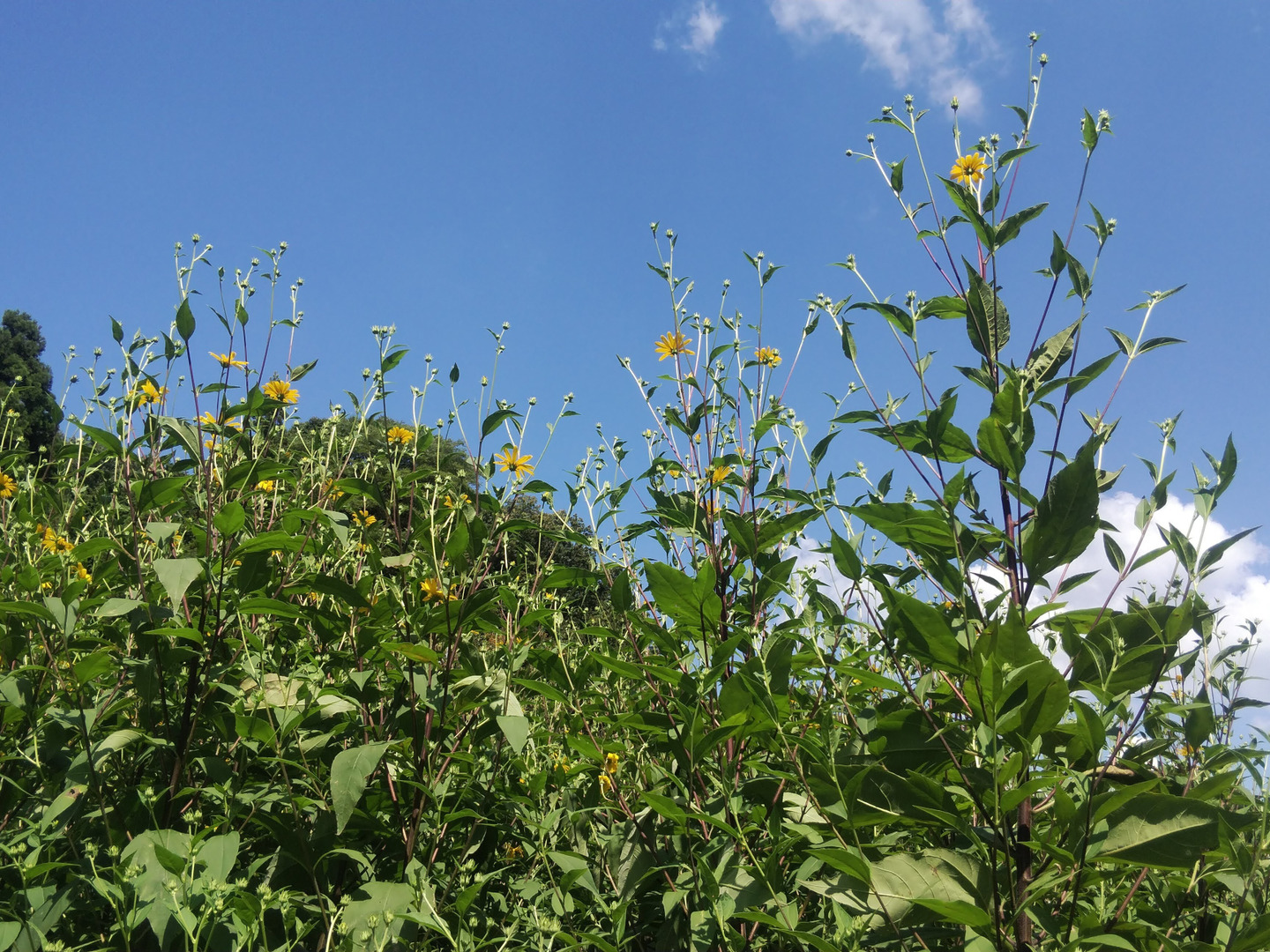 お得ななめらか紫菊芋パウダー80g×3袋と5袋セット（農薬化学肥料不使用) なめらか紫菊芋パウダー80g（農薬化学肥料不使用)：島根県産の