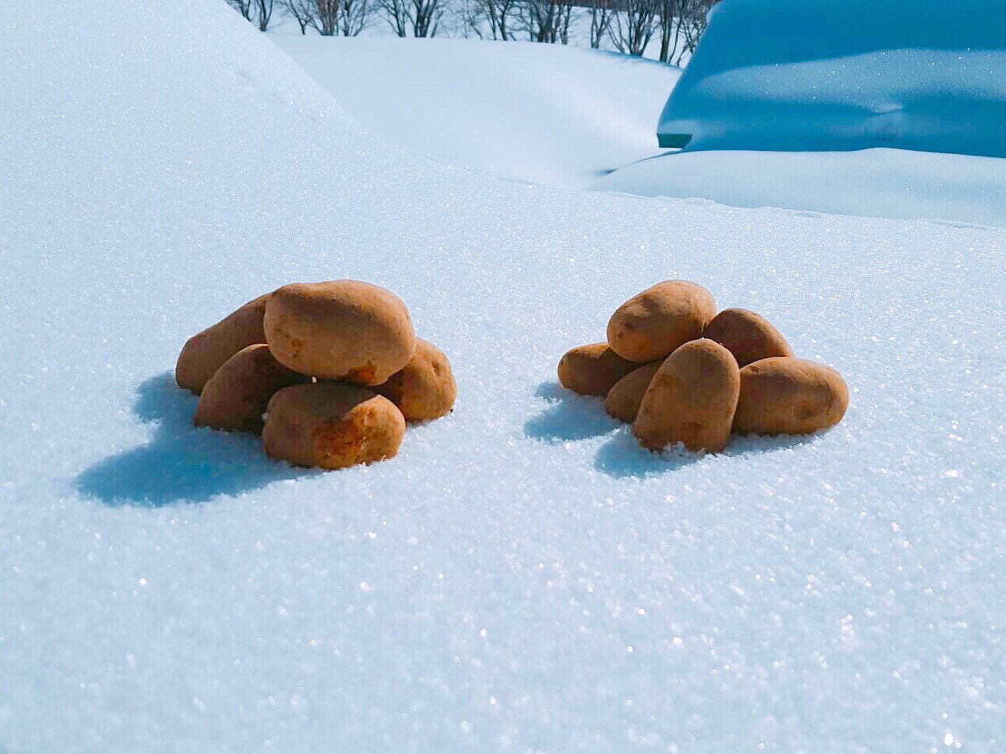 雪室じゃがいも
