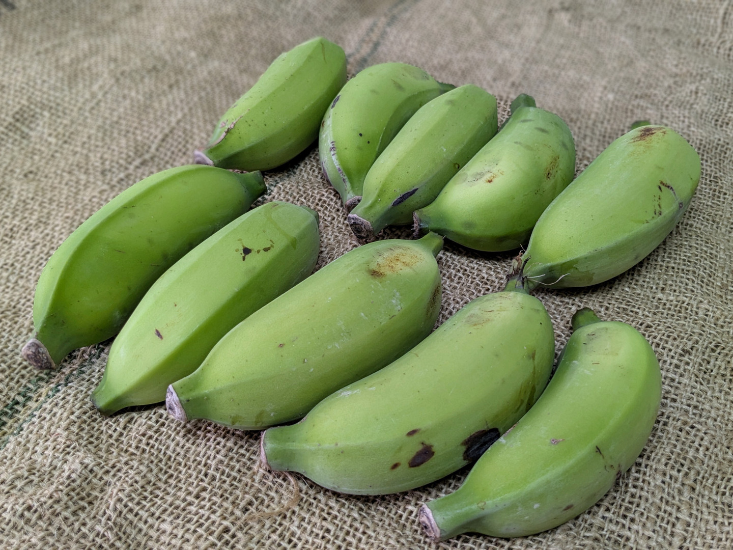 〈沖縄県産バナナコスパ最強〉沖縄県産 ブラジル種バナナＢ品 約10kg【常温便① 沖縄県産バナナコスパ最強〉沖縄県産 ブラジル種バナナB品 約