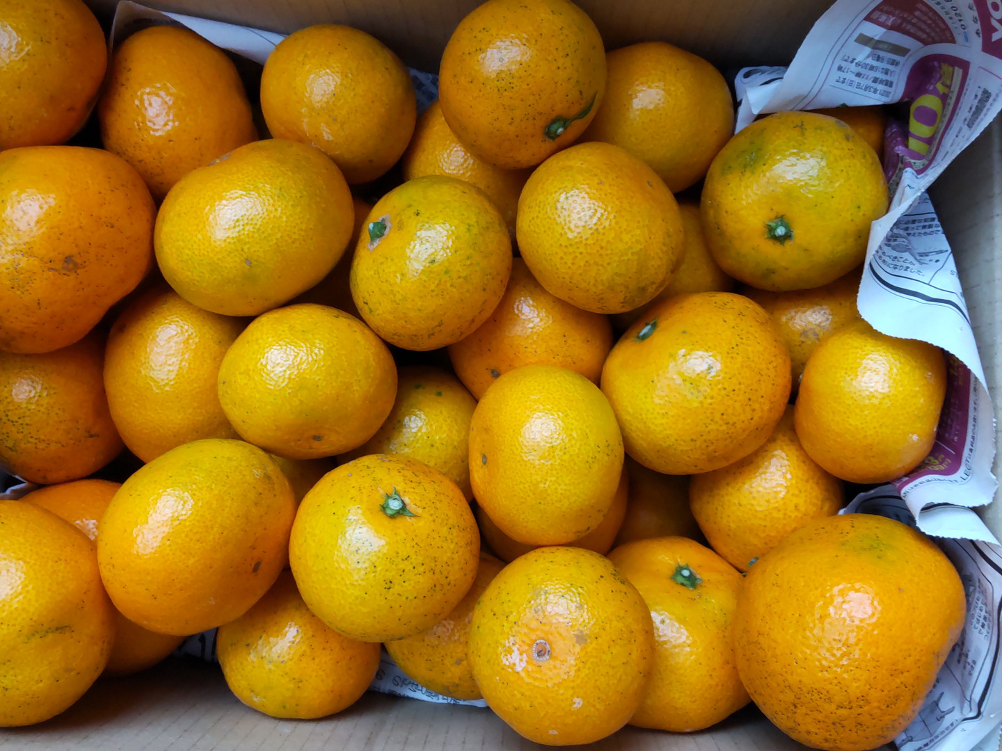 20-60代 人気ファッションブランド 甘くて美味しい 石地みかん 3級品 5kg：広島県産のみかん 果物