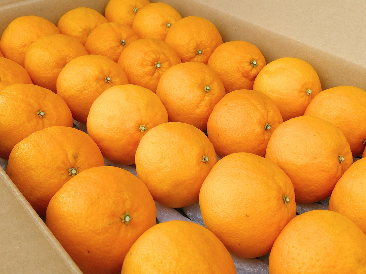 春夏新作モデル ✨不知火【新鮮·個装追熟 !!】【5kg·28玉前後】《ご家庭用に最適 果物