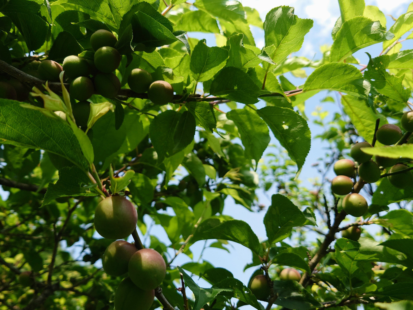 カリカリ梅に！手摘み甲州小梅：山梨県産の甲州小梅｜食べチョク
