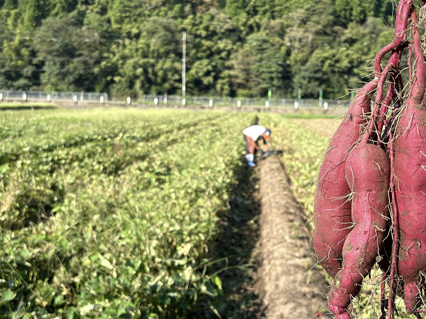 熟成紅あずま さつまいも 大分県豊後大野市超熟成紅あずま20kg 熟成紅あずま さつまいも 大分県豊後大野市超熟成紅あずま10kg