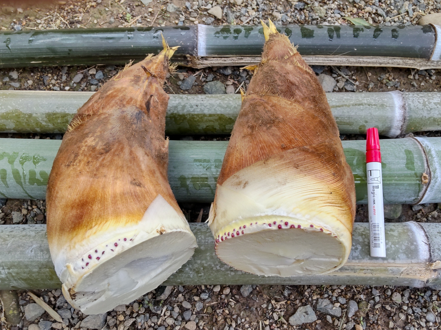 予約、数量限定】旬の堀りたてタケノコ3kg(4月後半お届け)：静岡