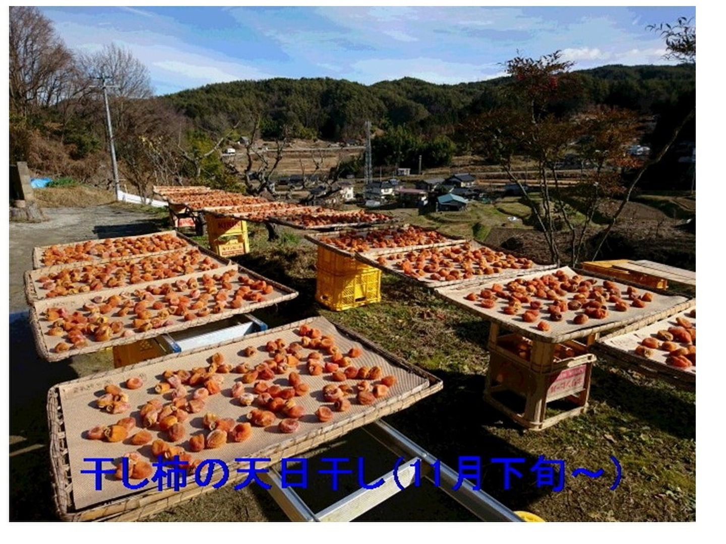 mi～na2375 市田産 干し柿 5キロ（1キロ✖️5袋） 楽天市場】【送料無料】信州の特産品 市田柿 5kg（500g×10袋）新