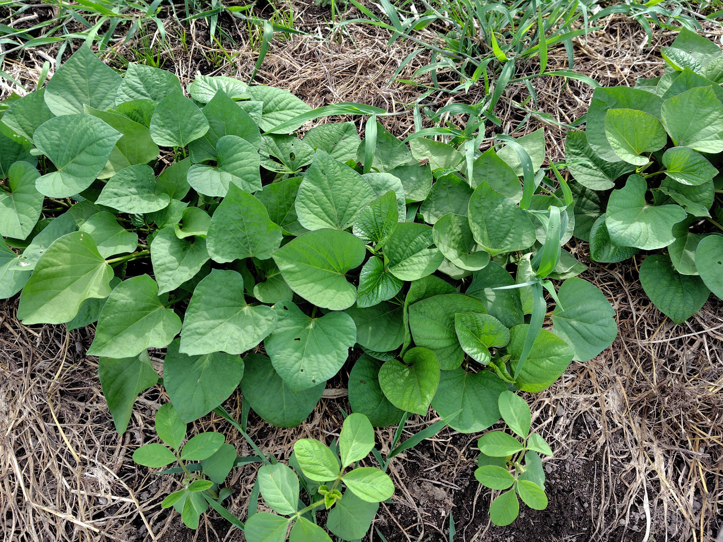 さつまいも 紅はるか（10㎏）：熊本県産のべにはるか｜食べチョク