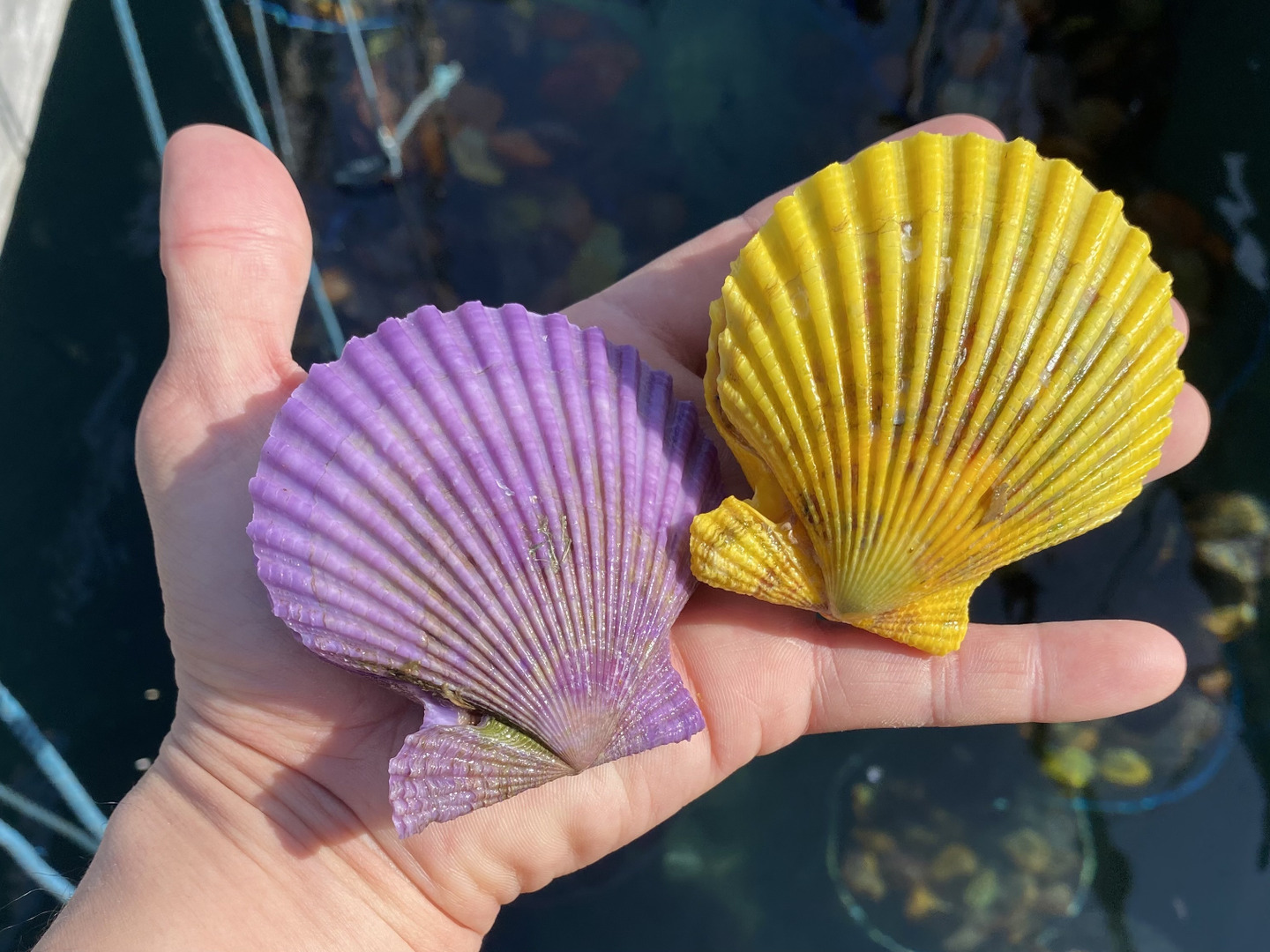 ☆幻の若貝 緋扇貝 -大分屋形島産-【数量限定】【20枚】：大分県