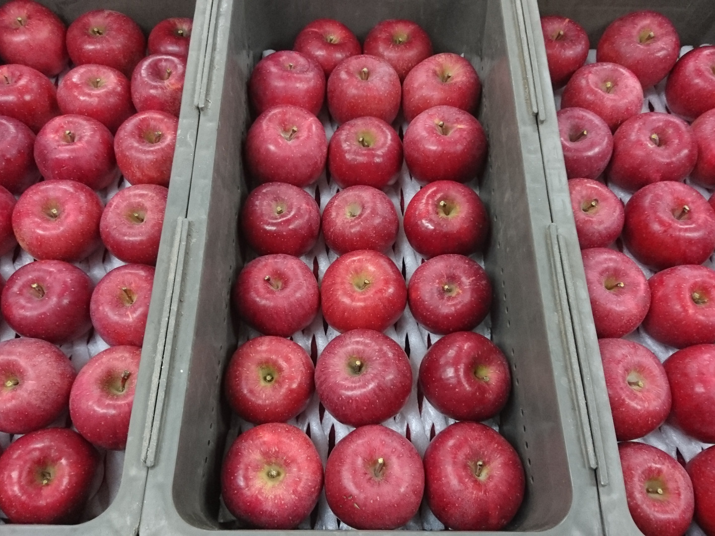 楽天市場】【送料無料】長野県産 りんご 訳あり 10kg | サンふじ