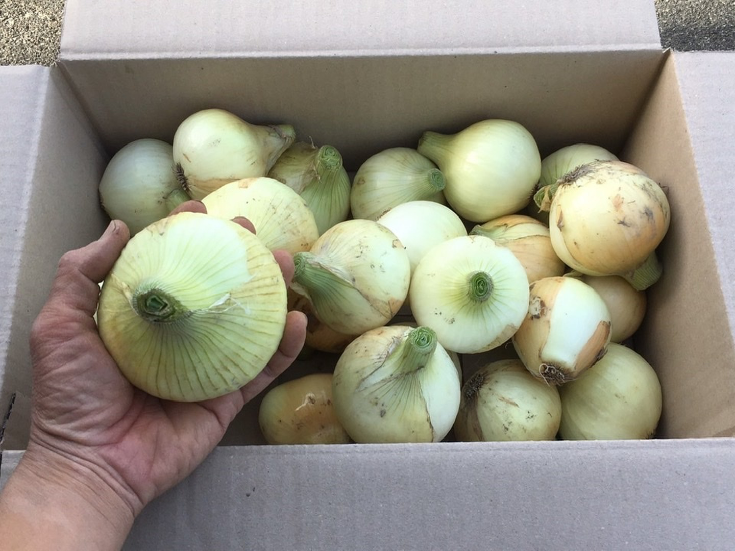 【50％OFF】 自然栽培】シャキッ！トロッ！新玉ねぎ10kg：徳島県産の野菜 野菜