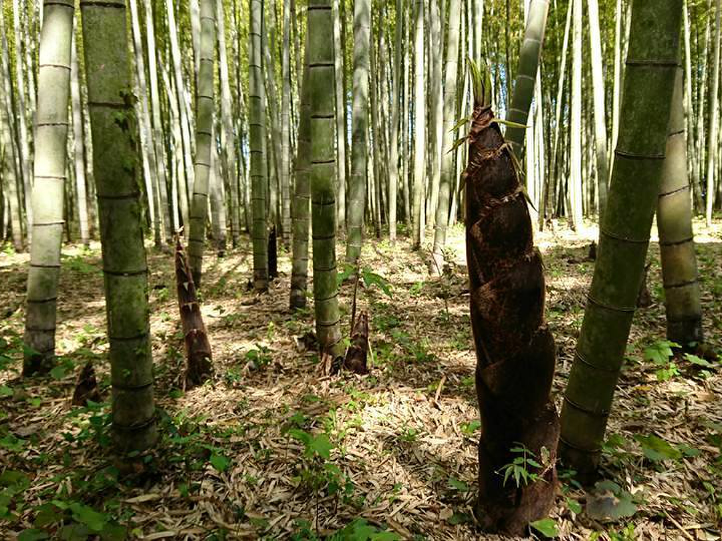 岡中たけのこ　５キロ 岡中タケノコ4.5キロ予約ページ