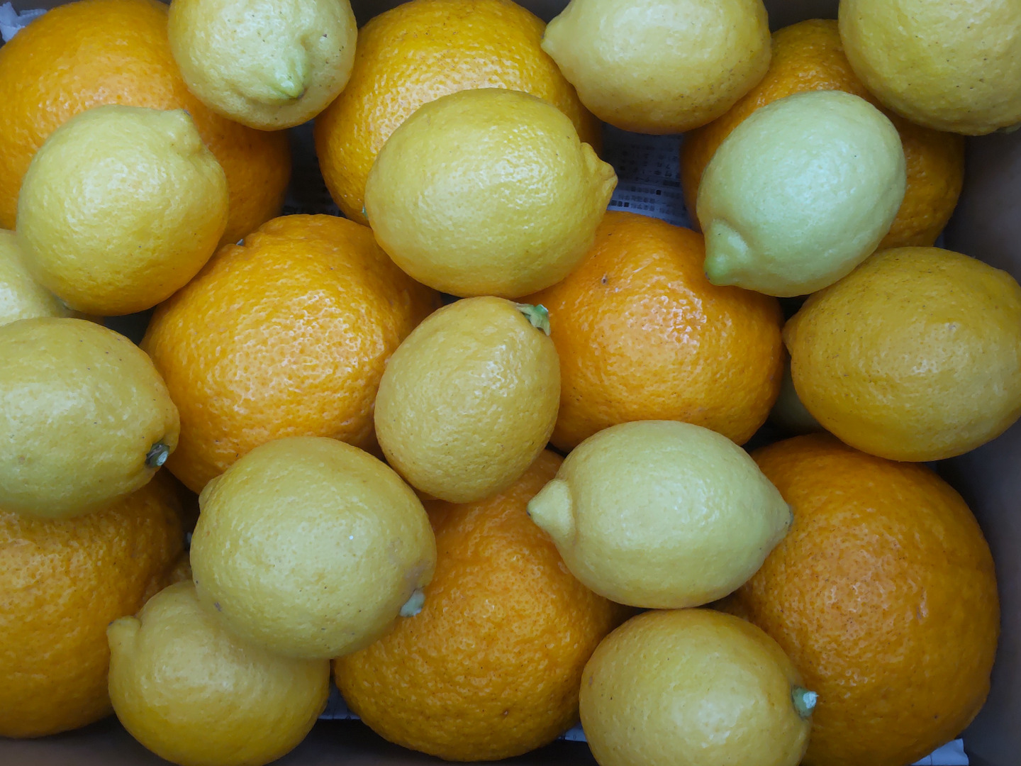 交換無料！ 柑橘2種セット 甘夏とレモン10個 合計5kg：広島県産のみかん 果物