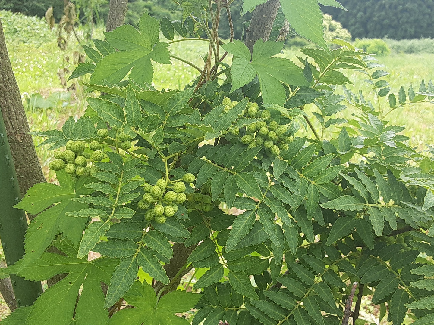 新到着 ピリッとする辛さ🌶️【生山椒】約200g クール便でお 早い者勝ち 野菜