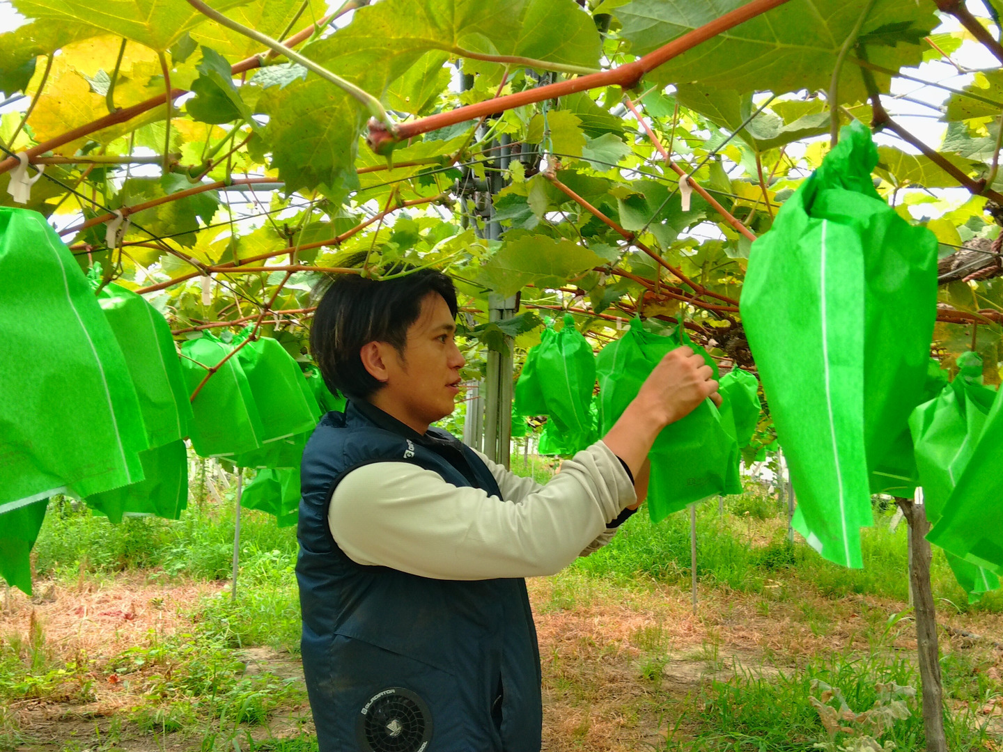 大特価商品！】岡山県産 訳アリシャインマスカット 粒 約3kg：岡山県産