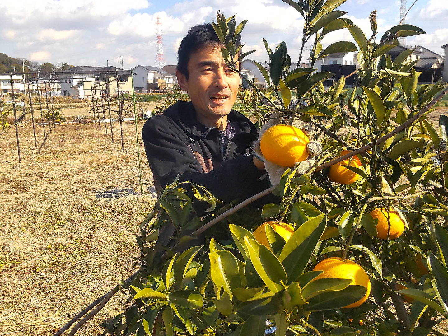 訳あり・アウトレット特集 自然栽培甘夏 5kg：愛知県産のみかん・柑橘類｜食べチョク 果物