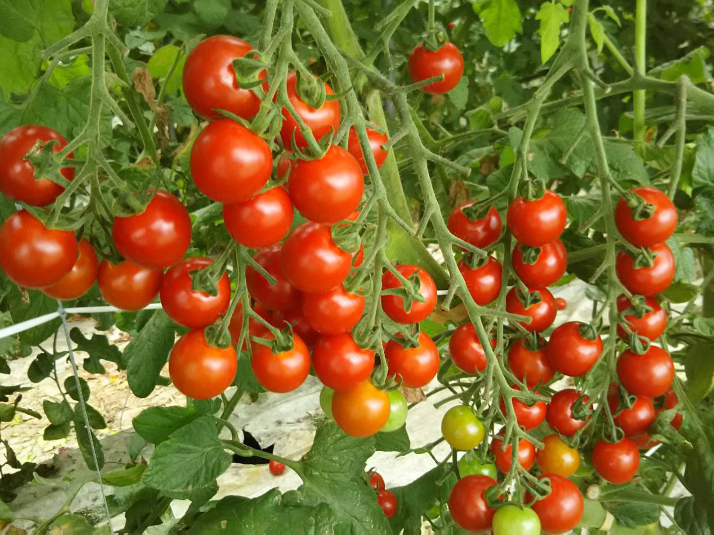 樹熟金線トマト｜あぐりいといがわ – agri-itoigawa