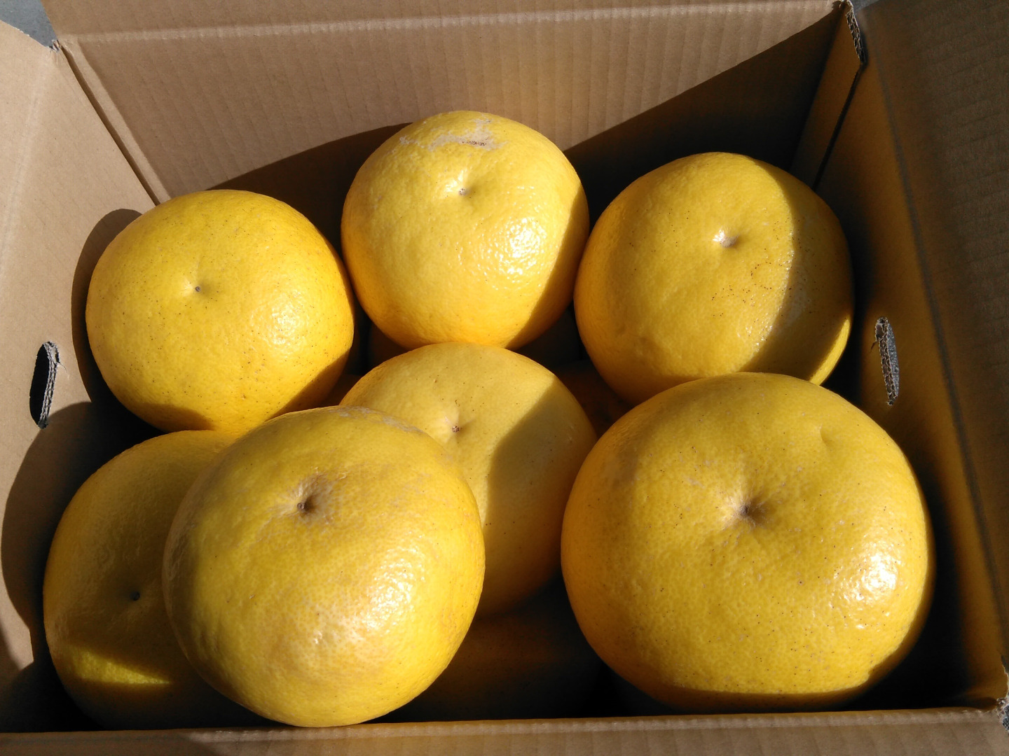 化学合成農薬栽培期間中不使用 土佐文旦 5kg(8個前後） 文旦の