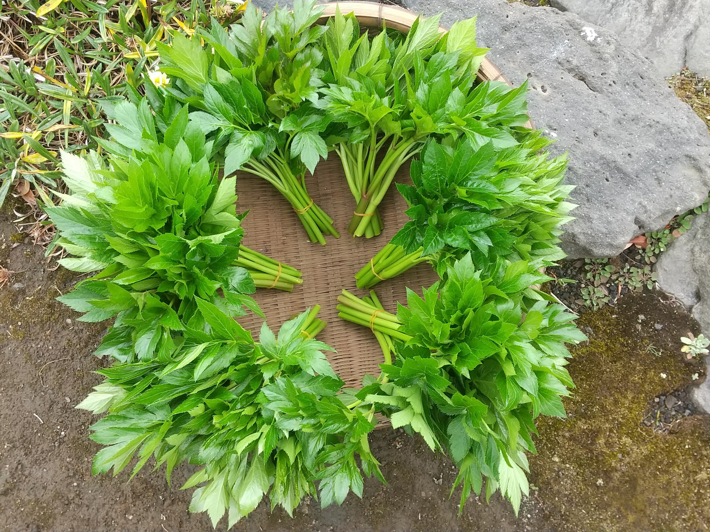 栽培時農薬不使用】 明日葉 野菜