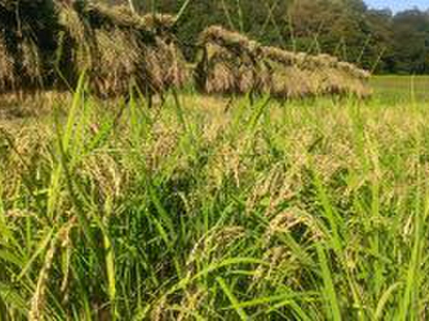 予約販売🌾 農薬化学肥料不使用栽培🌾2025年度産【きぬむすめ